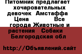 Питомник предлагает 2-хочаровательных девочек  Амстаффа › Цена ­ 25 000 - Все города Животные и растения » Собаки   . Белгородская обл.